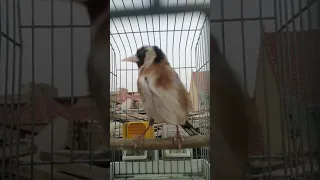 خلوي مغربي ماشاء الله 