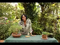 Gollum Jade Propagation Grow Crassula ovata from Cuttings Easy Guide