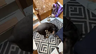 Clean doggy #fyp #dream #pets #doberman #boat