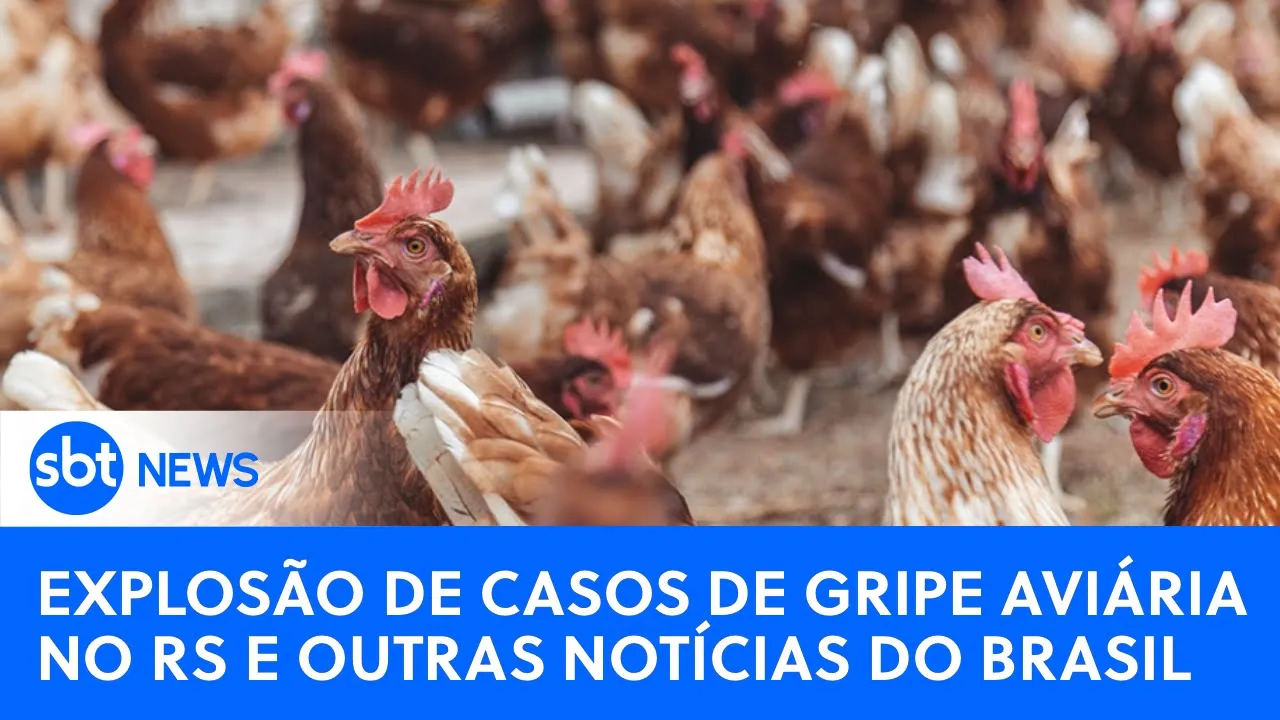Brasil: RS vive explosão de casos de gripe aviária entre mamíferos marinhos e mais| Jornal da Semana