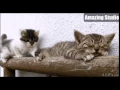 Funny GIFs 166