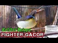 Download Lagu kolibri kelapa | manggar | wiceh | korlap fighter gacor untuk masteran / pancingan korlap bahan