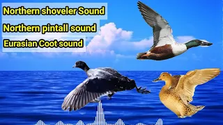 صوت أبو مجرفه الشمالى صوت الغر صوت البلبول الشمالى Northern Pintall Sound Coot 