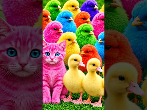 Tangkap Ayam Lucu, ayam warna warni, ayam rainbow, kelinci lucu, bebek lucu, ikan koi, Hewan Lucu