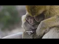 The Harlow Monkey Experiment Love or Cruelty Dark Psychology