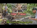 Download Lagu Perawatan Kelapa sawit umur 2 tahun. Buang buah (kastrasi)