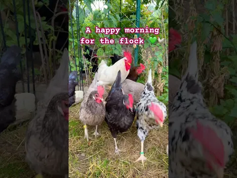 A happy morning for the flock of happy chickens 🐓💚