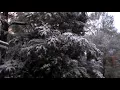 It Snowed in Plantersville Tx 12 8 17