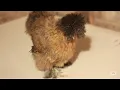 Introducing Partridge Silkies