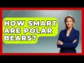 Download Lagu How Smart Are Polar Bears? - Polar Regions Uncovered