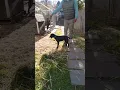 American pit bull terrier pups 4 months 5 days old