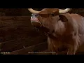 Baldur s Gate 3 2023 gameplay episode 9 7 A Frightened Ox