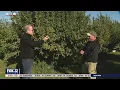 Prime apple picking weather at Keller s Farmstand in Oswego