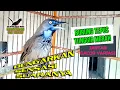 Download Lagu Beginilah Suara Burung Tepus Tunggir Merah Gacor Yang menjadi burung incaran para kicau mania