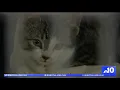 ACCT Philly s Hoping for Your Support on Giving Tuesday NBC10 Philadelphia