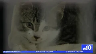 ACCT Philly s Hoping for Your Support on Giving Tuesday NBC10 Philadelphia