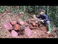 Download Lagu Poor boy went into the forest to harvest giant potatoes in the wild forest to sell for daily income
