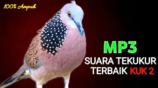 suara burung derkuku gacor sangat ampuh untuk pancingan dan pikat tekukur liar