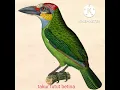 Download Lagu suara burung takur tutut betina jernih...