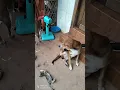 Feeding stray and pagoda animals