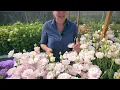 Corelli II Pink Lisianthus Variety