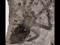 Terrifying Giant Spider Fossil Discovered in Australia - A Prehistoric Nightmare