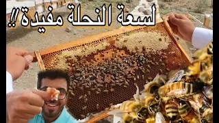 تحدي مواجهة النحل و أكل العسل من الخلية    وادي قرن  الطائف                          دندنها