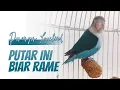 Download Lagu Harus Banget Ini Diputar Dekat Lovebird Lain, Langsung Ramai