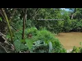 Download Lagu MANCING IKAN:TEMPAT INI MEMANG MEMERLUKAN KAJIAN YANG RAPI JIKA NAK DAPAT KAN RENTAK NYA BALIK. 