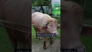 چرا نام گاومیش قربانی ترامپ گذاشته شد  دندنها