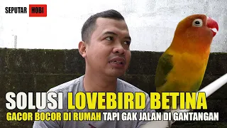 Download SOLUSI TEPAT UNTUK LOVEBIRD yang cuma GACOR di RUMAH !!! MP3