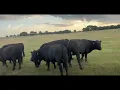 9 Angus - Bulls For Sale
