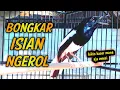 Download Lagu KACER BONGKAR ISIAN NGEROL BIKIN KACER MANA AJA EMOSI !! PANCINGAN KACER GACOR FULL ISIAN .