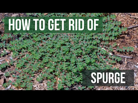 How To Get Rid Of Spurge In Your Lawn - Lawn Phix