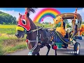 Download Lagu Keliling Kota Naik Delman – Naik Kuda Delman, Serasa Jadi Raja dan Ratu di Kereta Kuda!