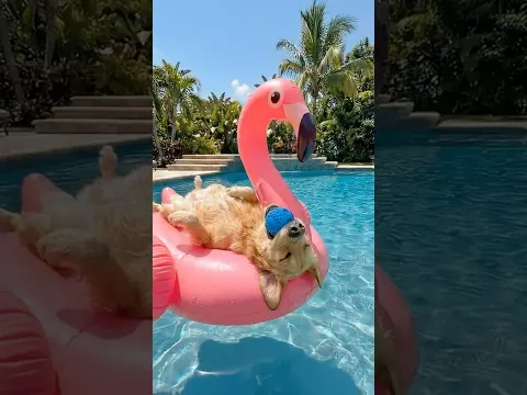 La balle de jeu pour chien ultime