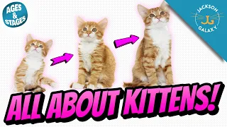 All About Kittens Kitten Growth Stages Milestones