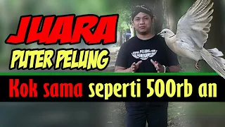 Download Suara puter pelung juara dan mahal itu kok sama ya dengan burung saya MP3