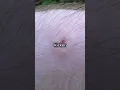 What is a Chigger The Tiny Pest Explained