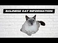 Balinese Cat Information Top 10 Wizard