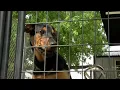 Huntington Humane Society waives adoption fees as shelter reaches capacity