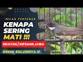 Download Lagu TERAPKAN INI❗AGAR KIPASAN TIDAK CEPAT MATI SETELAH DAPAT DARI OMBYOKAN❗