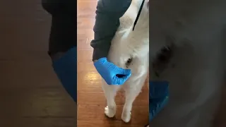 How To Deliver A Suppository For Your Dog 