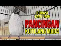 Download Lagu Panggilan Kutilang Muda Gacor Durasi 1 Jam