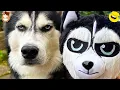 Download Lagu Try Not To Laugh at These Funniest Cat 🐱 \u0026 DOGS 🐶 Videos  | Part 2