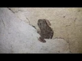 Frog urine