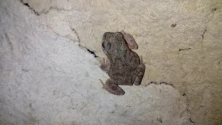 Frog urine
