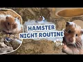Hamster night routine