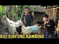 Lagu AKHIRNYA RIO DIAM DIAM BELI 2 KAMBING JUMBO UNTUK KURBAN