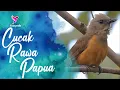 Download Lagu Cucak Rawa Papua Gacor Untuk Pancingan Bunyi Burung Lain | Pitohui Bird Song
